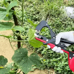 Profesjonalny zszywacz warzywny